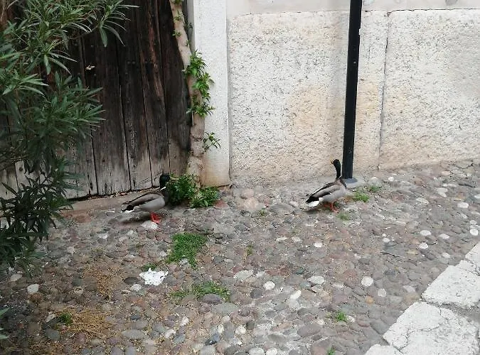 Goddess House Apartament Werona